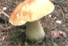 біленький грибочок неподалік від котеджу