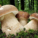 білі карпатські гриби