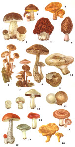 види їстівних карпатських грибів
