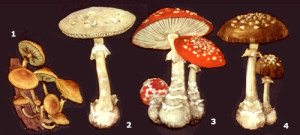 отруйні карпатські гриби